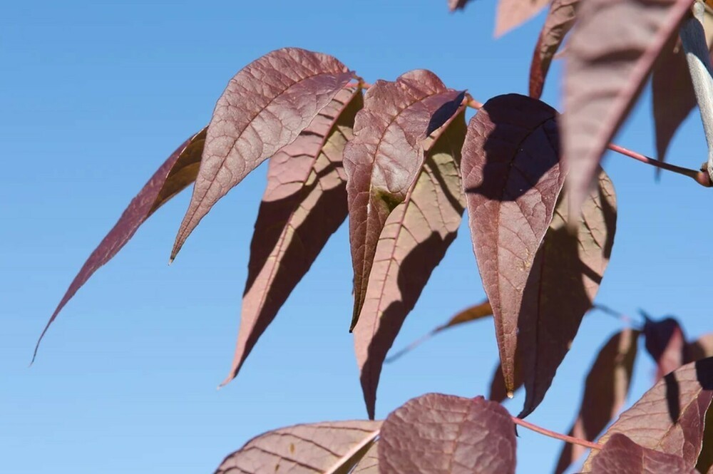Ясень американский Отом Перпл (Fraxinus americana 'Autumn Purple')