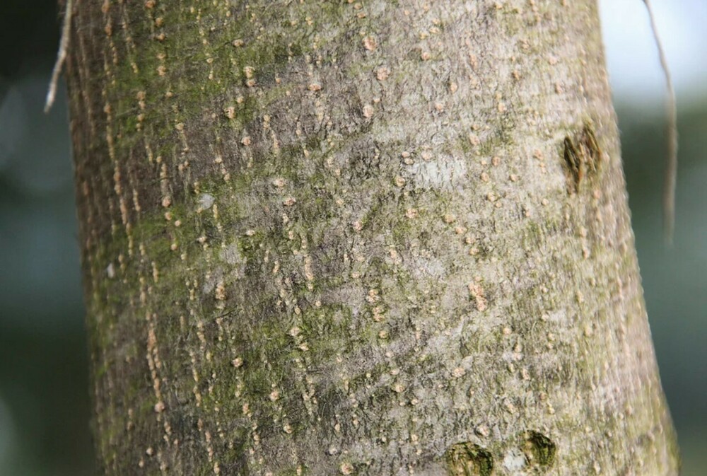 Ясень американский Отом Перпл (Fraxinus americana 'Autumn Purple')
