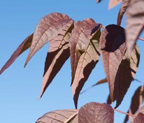 Ясень американский Отом Перпл (Fraxinus americana 'Autumn Purple')