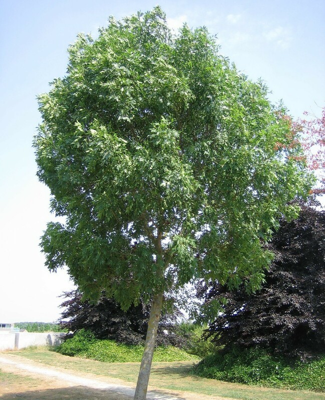 Ясень обыкновенный Алтена (Fraxinus excelsior 'Altena')