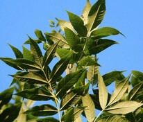 Ясень обыкновенный Алтена (Fraxinus excelsior 'Altena')