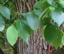 Вяз Ребона (Ulmus 'Rebona') [Резиста]