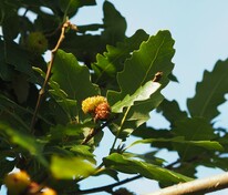 Дуб австрийский (Quercus cerris)
