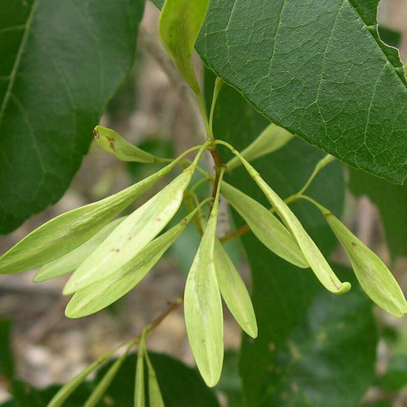 Ясень пенсильванский Саммит (Fraxinus pennsylvanica 'Summit')