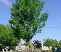 Ясень пенсильванский Саммит (Fraxinus pennsylvanica 'Summit')