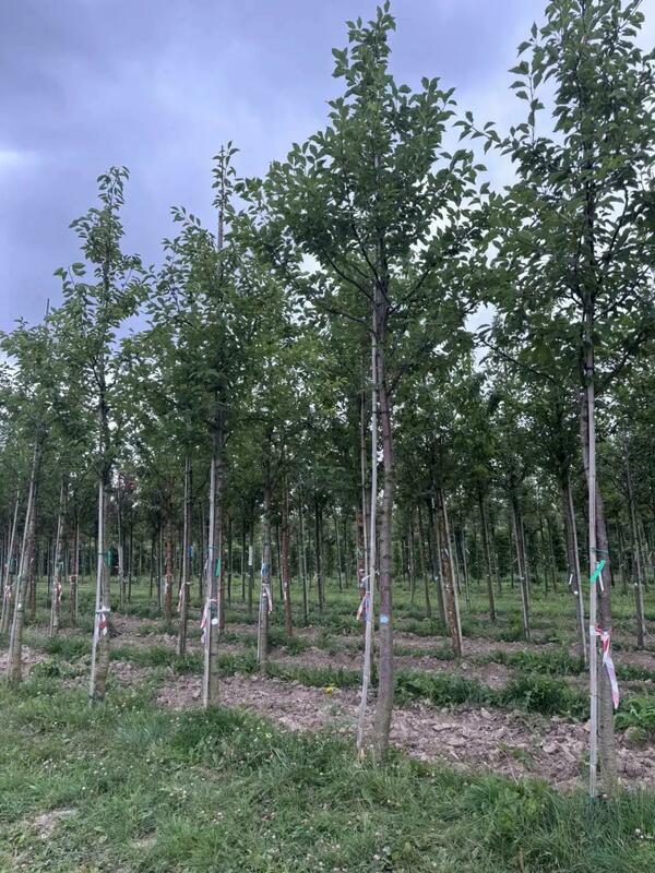 Вишня птичья (Prunus avium)