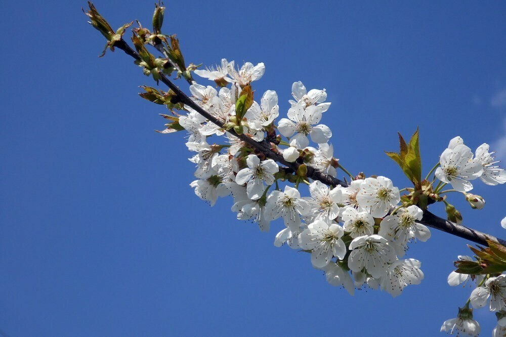 Вишня птичья (Prunus avium)