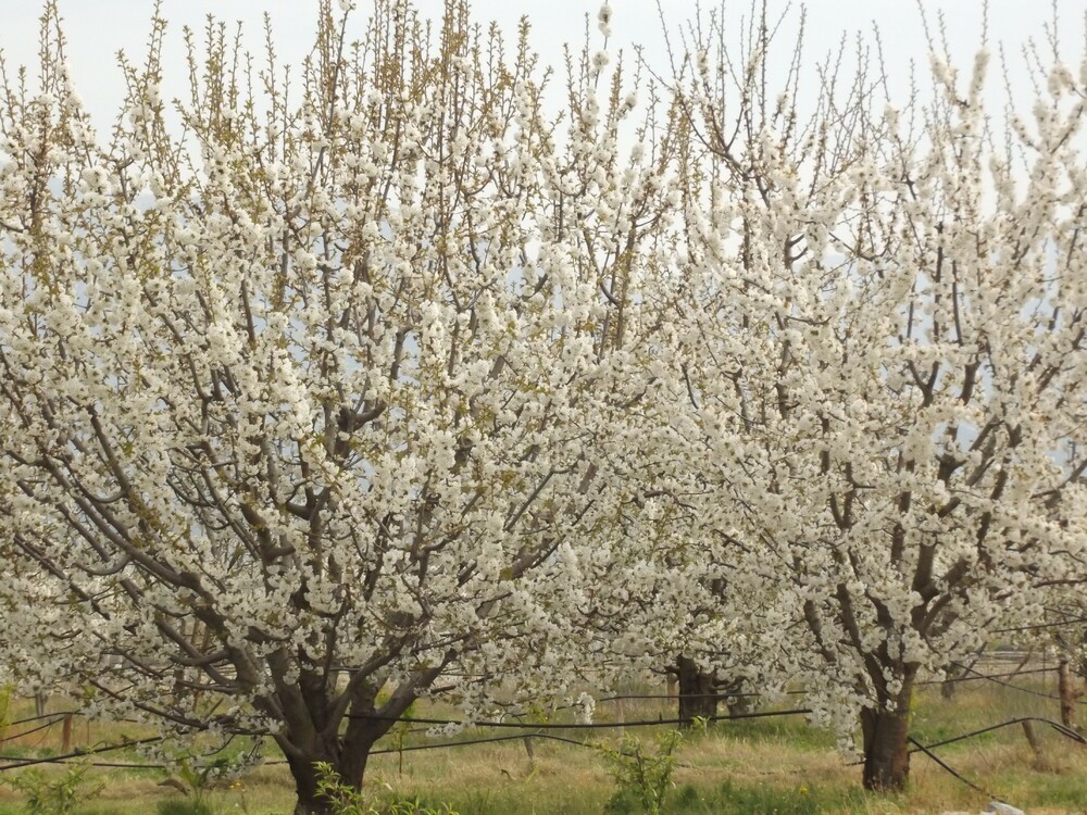 Вишня птичья (Prunus avium)