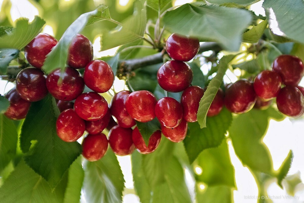 Вишня птичья (Prunus avium)