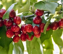 Вишня птичья (Prunus avium)