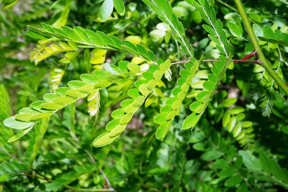 Гледичия обыкновенная (Gleditsia triacanthos)