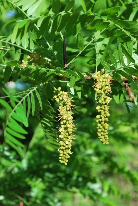 Гледичия обыкновенная (Gleditsia triacanthos)