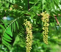 Гледичия обыкновенная (Gleditsia triacanthos)