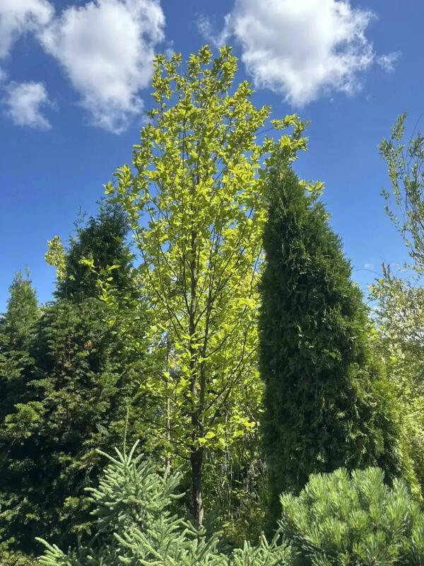 Граб обыкновенный (Carpinus betulus)