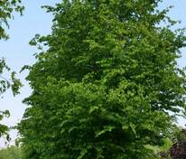 Граб обыкновенный (Carpinus betulus)