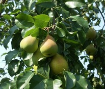 Груша обыкновенная (Pyrus communis)