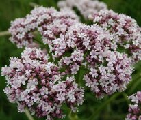 Валериана лекарственная (Valeriana officinalis)