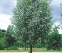 Ива белая Лимпде (Salix alba 'Liempde')