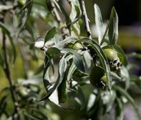 Груша иволистная Пендула (Pyrus salicifolia 'Pendula')