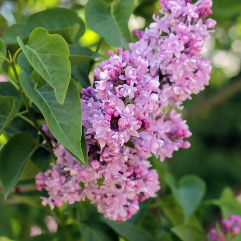 Сирень обыкновенная Память о Вавилове (Syringa vulgaris 'Pamyat o Vavilove')