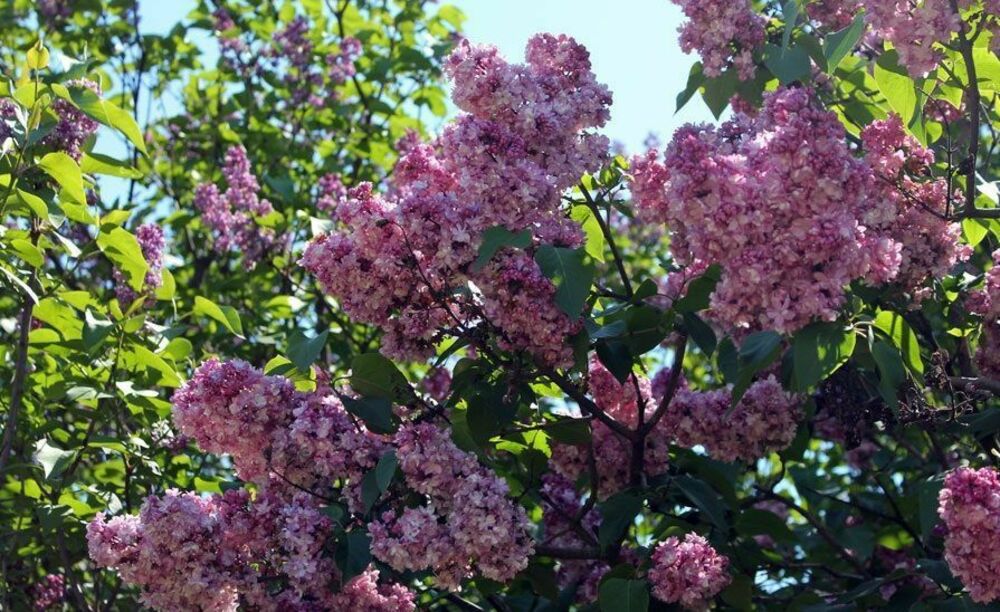 Сирень обыкновенная Память о Вавилове (Syringa vulgaris 'Pamyat o Vavilove')