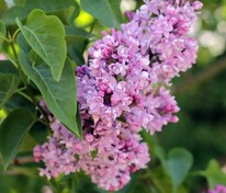 Сирень обыкновенная Память о Вавилове (Syringa vulgaris 'Pamyat o Vavilove')