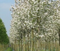 Ирга древовидная Робин Хилл (Amelanchier arborea 'Robin Hill')