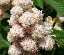 Каштан конский Бауманни (Aesculus hippocastanum 'Baumannii')