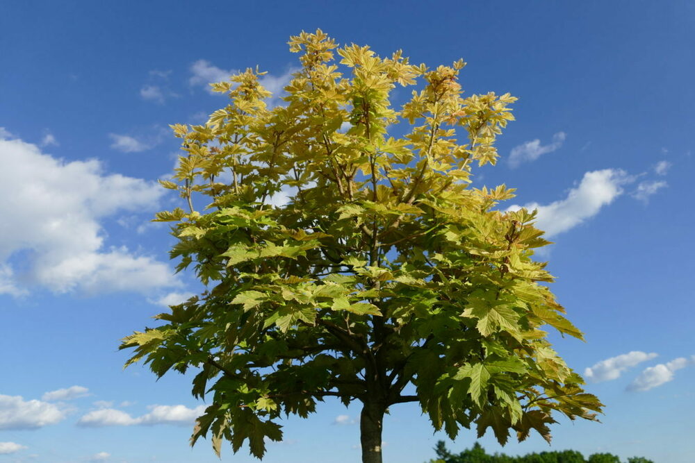 Клён ложноплатановый (Acer pseudoplatanus) (явор, белый)