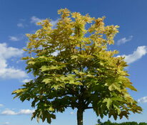Клён ложноплатановый (Acer pseudoplatanus) (явор, белый)