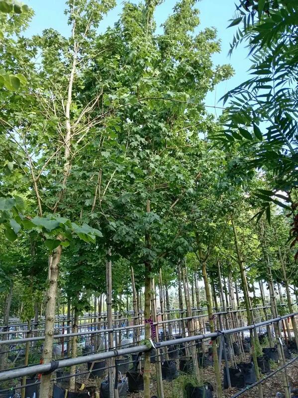 Клён полевой Элсрийк (Acer campestre 'Elsrijk')