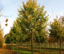 Клён полевой Элсрийк (Acer campestre 'Elsrijk')