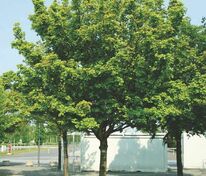 Клён полевой Куин Элизабет (Acer campestre 'Queen Elizabeth')