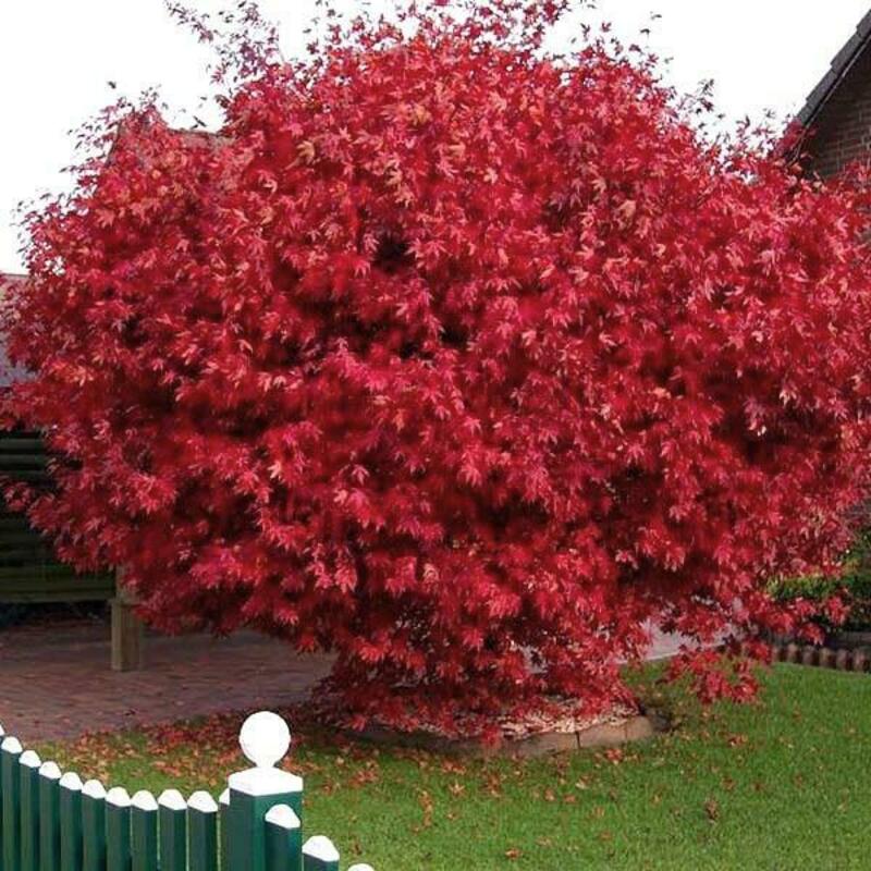 Клён полевой Ред Шайн (Acer campestre 'Red Shine')