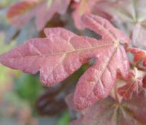 Клён полевой Ред Шайн (Acer campestre 'Red Shine')