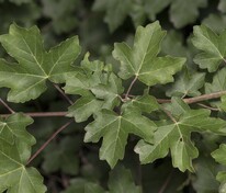 Клён полевой Лиенсо (Acer campestre 'Lienco')