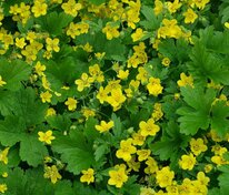 Вальдштейния гравилатовидная (Waldsteinia geoides)