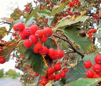Рябина промежуточная Брауэрс (Sorbus intermedia 'Brouwers')