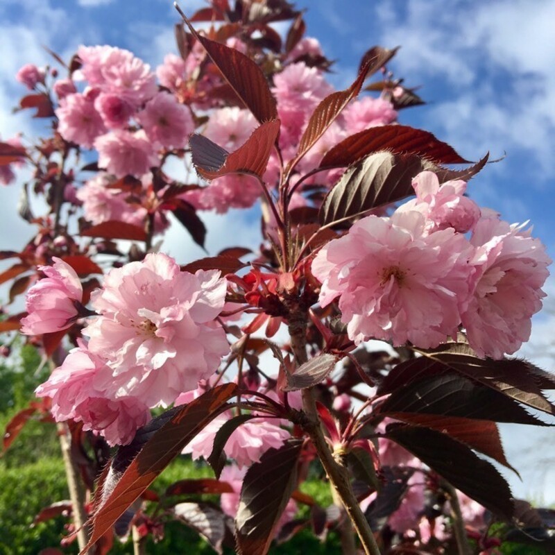 Черемуха мелкопильчатая Роял Бургунди (Prunus serrulata 'Royal Burgundy')