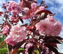Черемуха мелкопильчатая Роял Бургунди (Prunus serrulata 'Royal Burgundy')