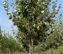 Тополь гибридный "De Moffart" (Де Моффарт)