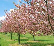 Черемуха мелкопильчатая Пинк Перфекшен (Prunus serrulata 'Pink Perfection')