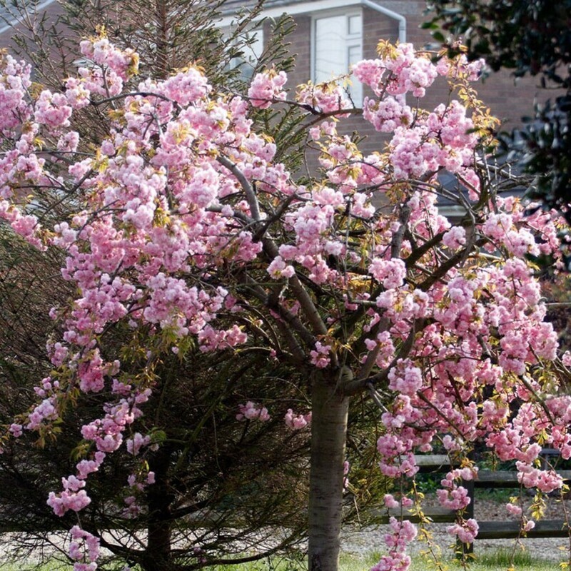 Черемуха мелкопильчатая Кику Шидаре (Prunus serrulata 'Kiku-shidare-zakura')