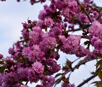 Черемуха мелкопильчатая Кику Шидаре (Prunus serrulata 'Kiku-shidare-zakura')