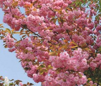 Черемуха мелкопильчатая Канзан (Prunus serrulata 'Kanzan') (сакура)