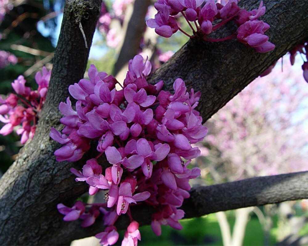 Церцис канадский (Cercis canadensis)