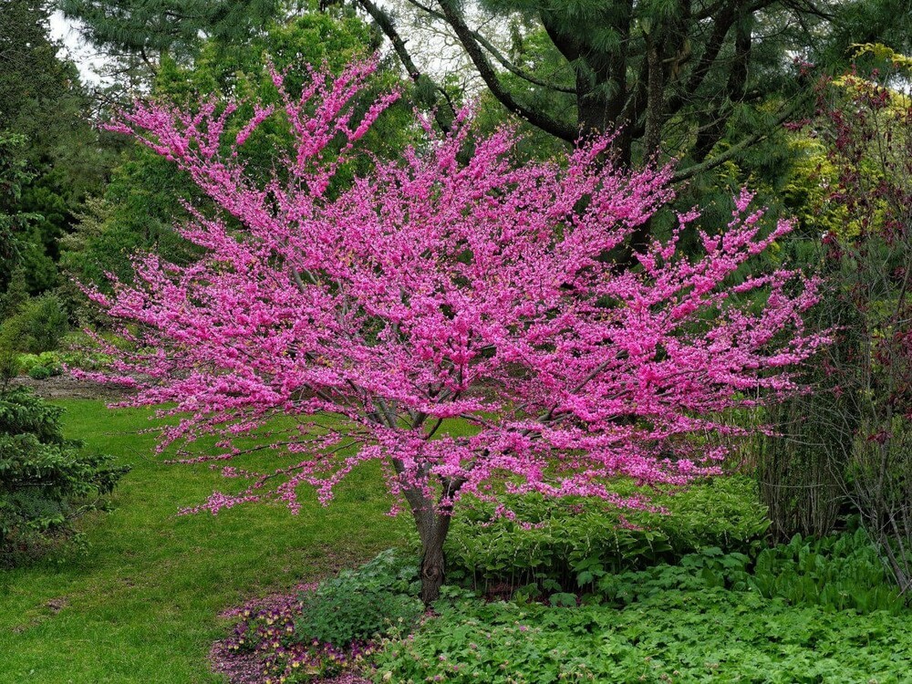 Церцис канадский (Cercis canadensis)