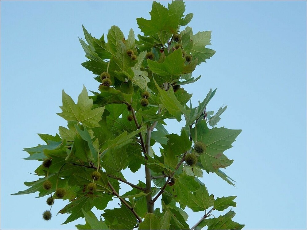 Платан клёнолистный (Platanus &times; acerifolia)