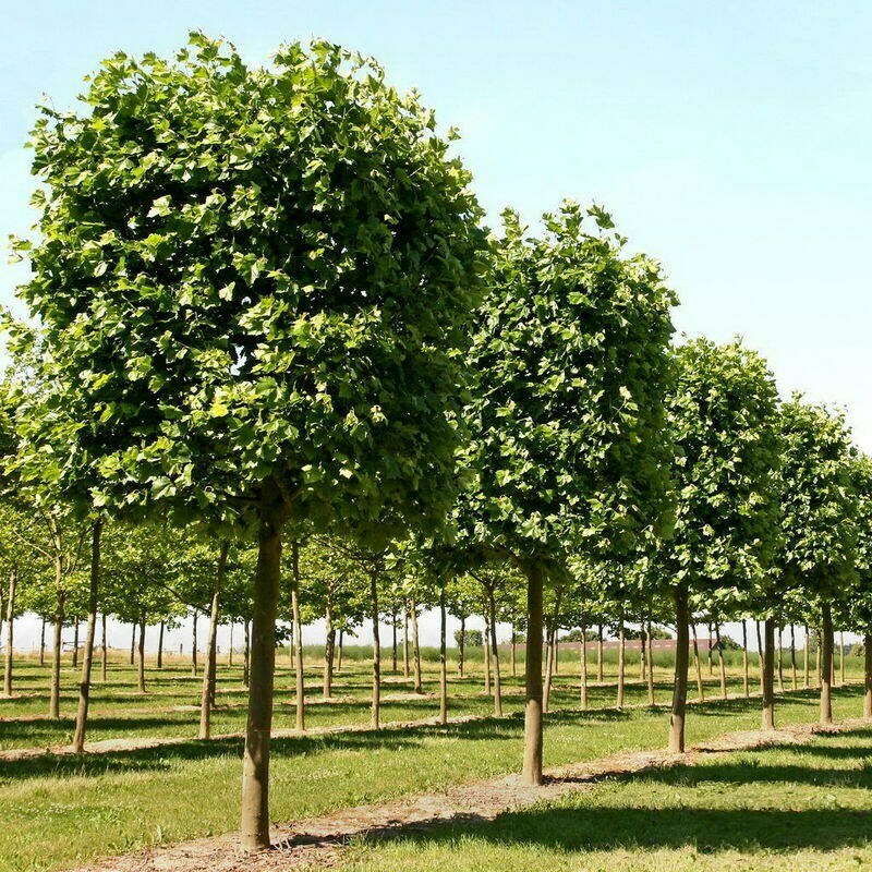 Платан клёнолистный (Platanus &times; acerifolia)
