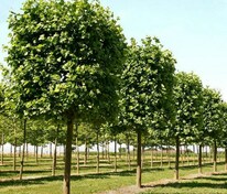 Платан клёнолистный (Platanus × acerifolia)